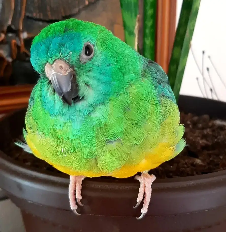 Singing Parrot as author